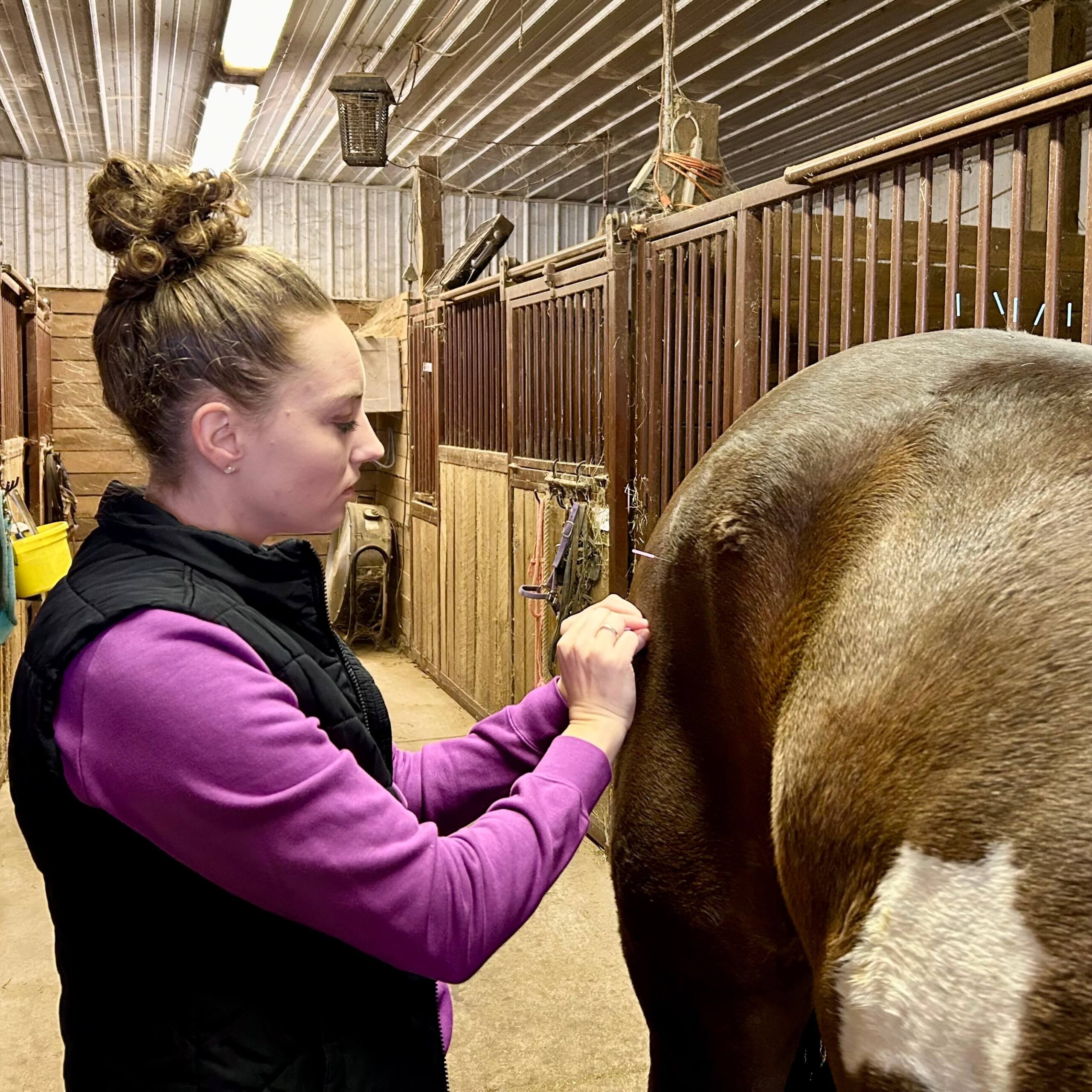 Equine Alternative Medicine  Glenwood, MN 