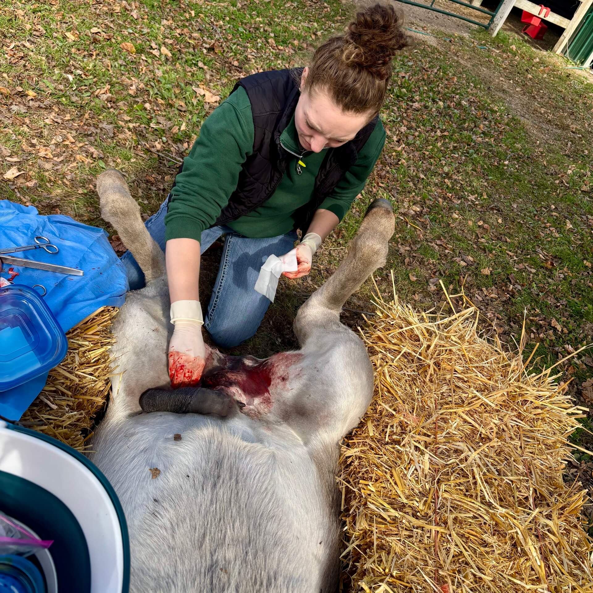 Equine Surgery  Glenwood, MN 