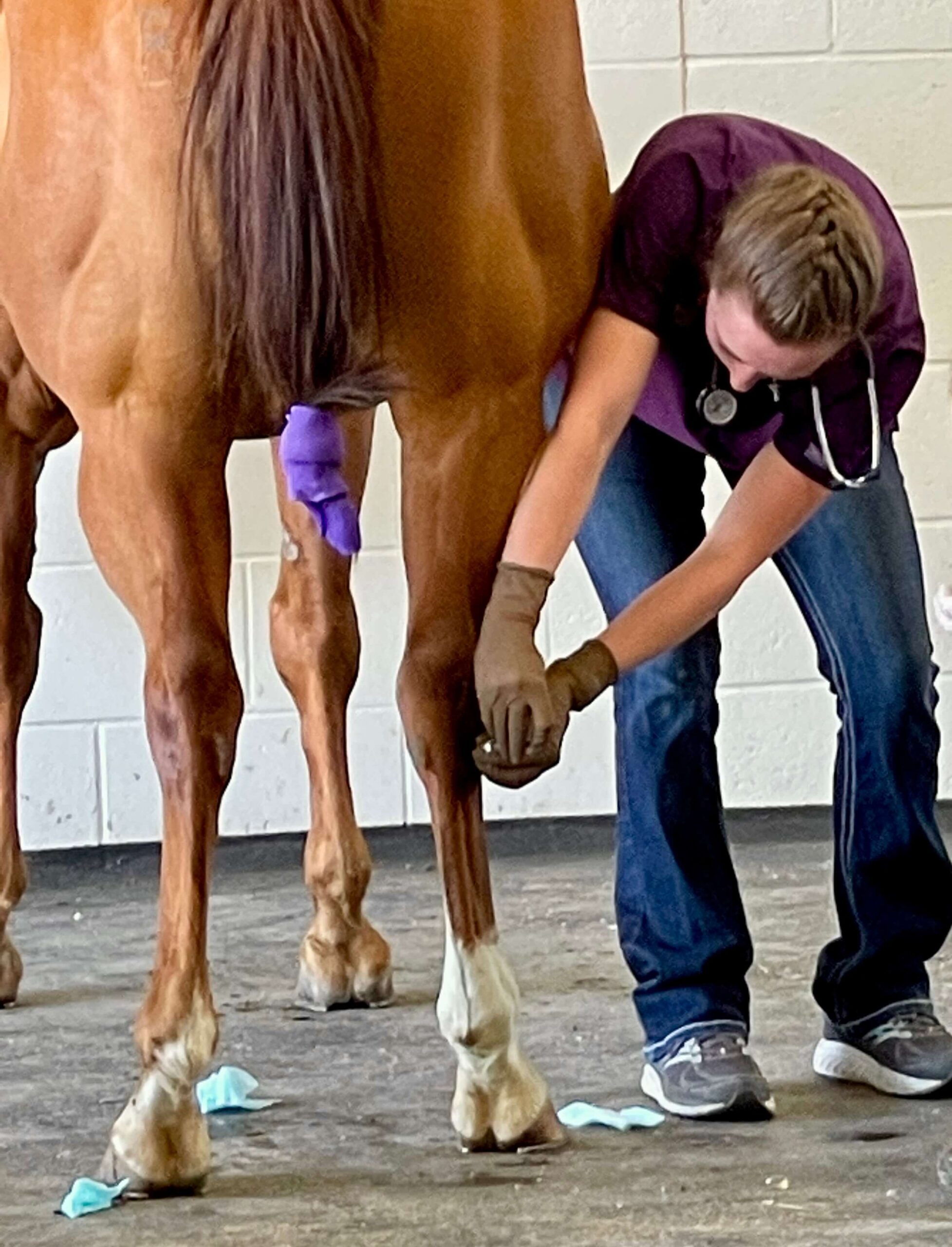 Equine Emergency Services  Glenwood, MN 