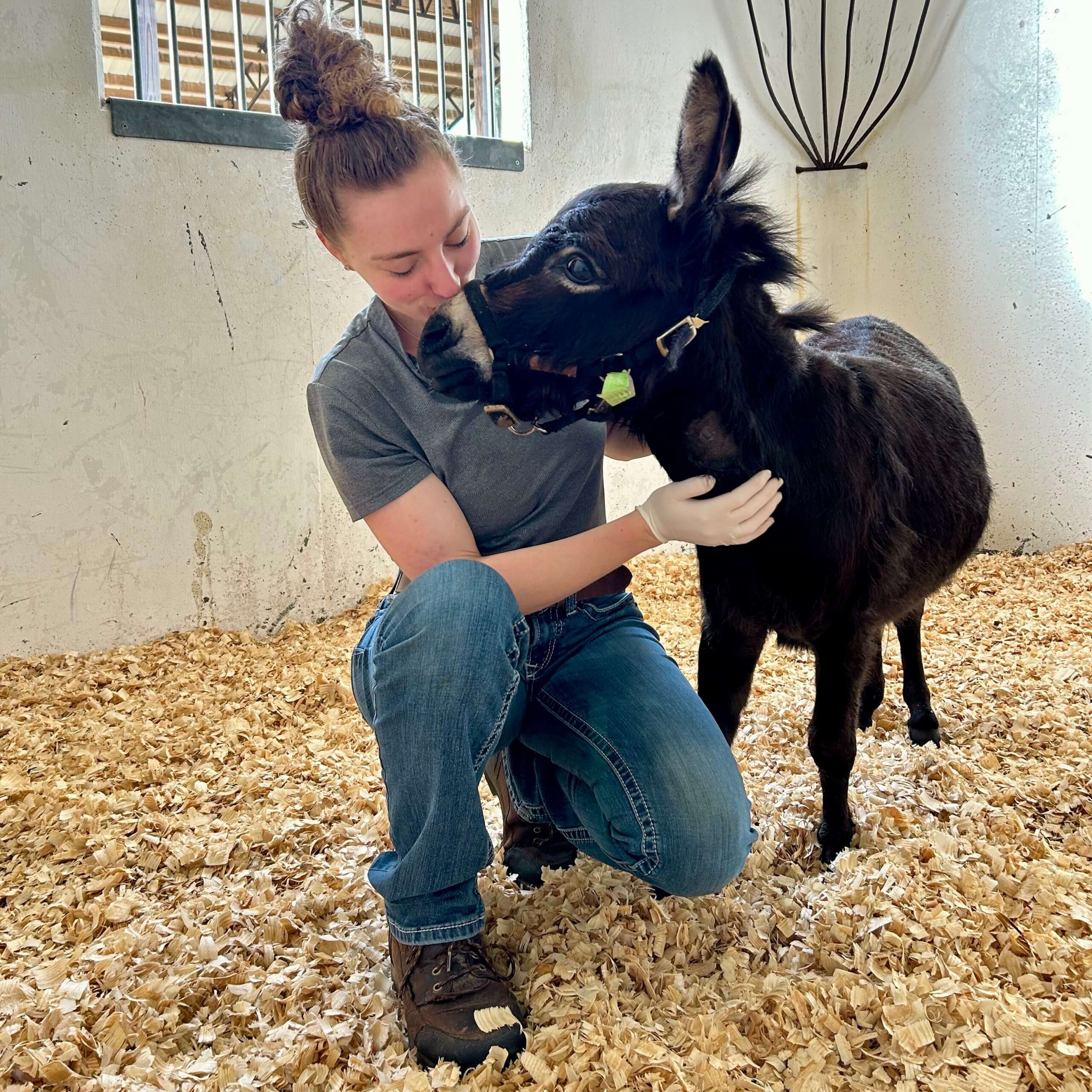 Equine Internal Medicine  Glenwood, MN 